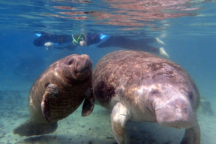 Crystal River Manatee Swim In Kings Bay National Wildlife Refuge - thumb 3
