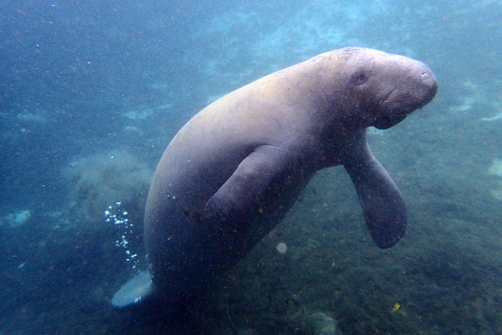Crystal River Manatee Swim In Kings Bay National Wildlife Refuge - thumb 5