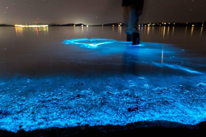Florida Bioluminescence Kayaking Tour | Haulover Canal (Titusville) - thumb 5