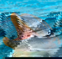 Crab Island Dolphin Watch Jet-Ski Tour - Tourism Bookings