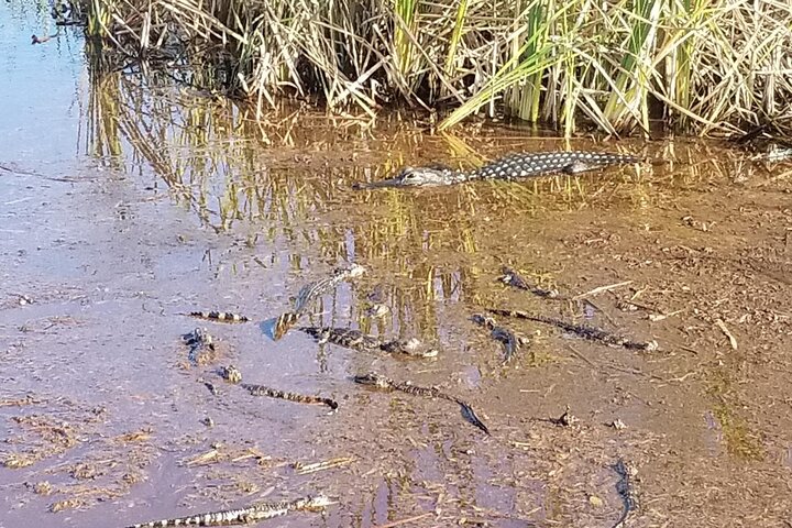 Private Airboat Rides Near Boca Raton/Deerfield Beach/Small Boat - thumb 4