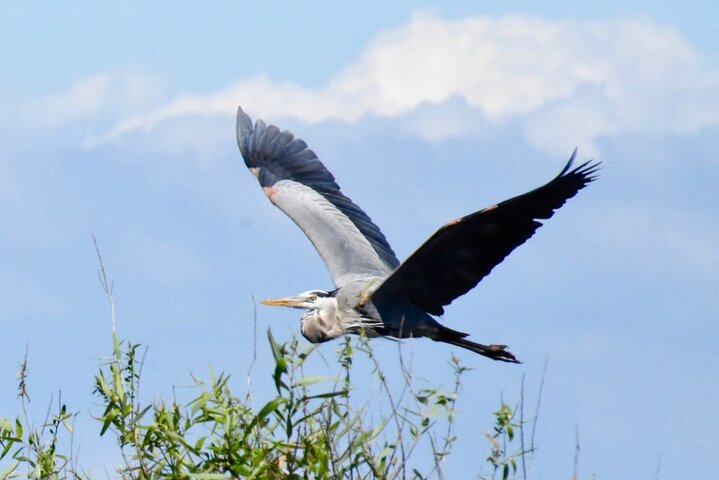 Private Airboat Rides Near Boca Raton/Deerfield Beach/Small Boat - thumb 5