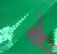 Panama City Beach Dolphin Sightseeing Sail on The Privateer Catamaran - Hotels Santiago