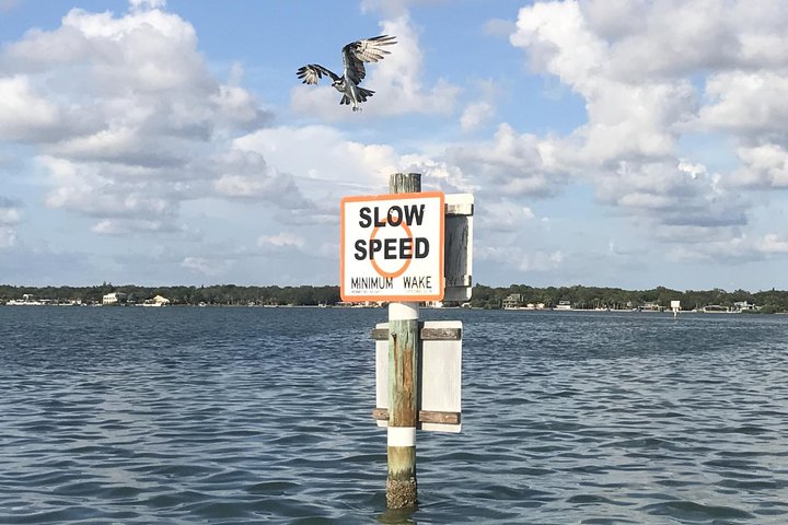Dolphin Shelling Snorkeling Cruise In Tampa - thumb 1