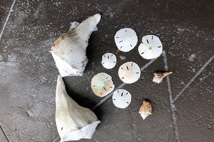 Dolphin Shelling Snorkeling Cruise In Tampa - thumb 3