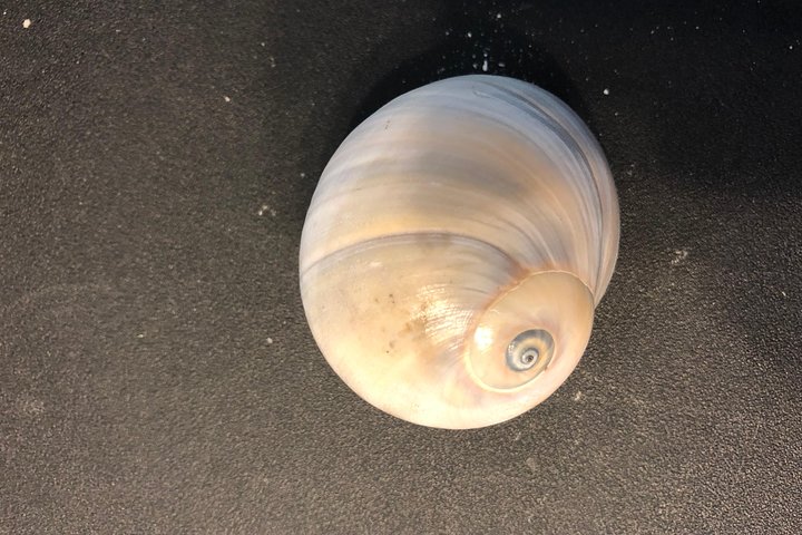 Dolphin Shelling Snorkeling Cruise In Tampa - thumb 4