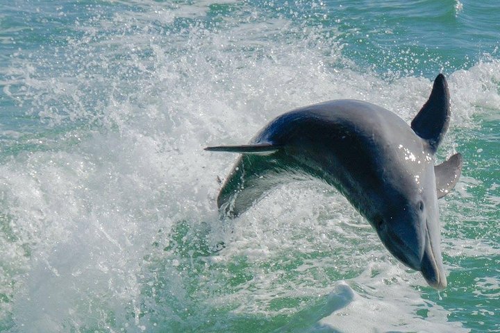 Egmont Key Snorkeling Dolphin Tour - thumb 0