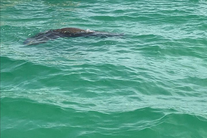 Egmont Key Snorkeling Dolphin Tour - thumb 2
