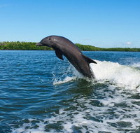 Dolphin Tours - Fort Myers Beach / Estero Bay - China Accommodation