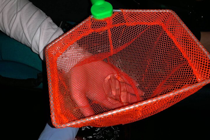 Thousand Islands Bioluminescent Kayak Tour With Cocoa Kayaking! - thumb 2