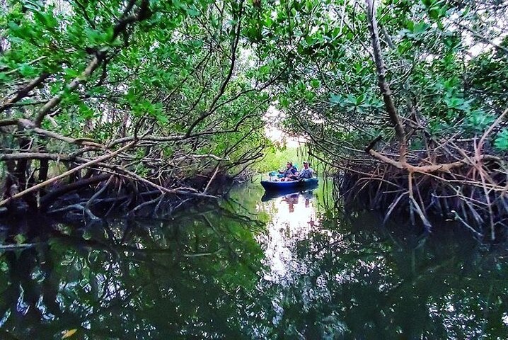 Thousand Islands Mangrove Tunnel And Bioluminescent Comb Jelly Sunset Kayak Tour - thumb 2