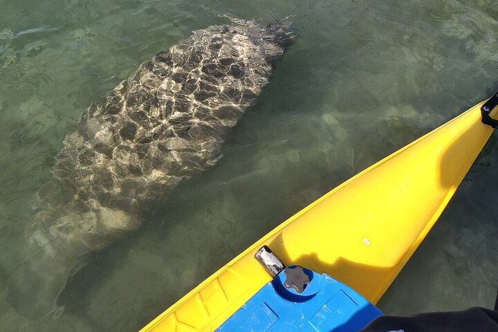 Water Bike Rental In Crystal River - thumb 5