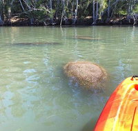 Dolphin  Manatee Kayaking Tour in Orlando Area - China Accommodation