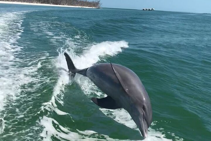Dolphins And Dome House Tour - thumb 4