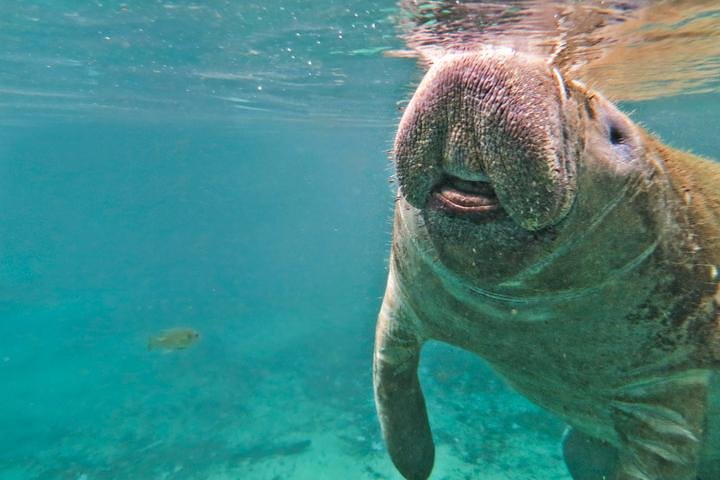 Self Drive: Swim With Manatees On The Crystal River - thumb 0