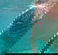 Self Drive Swim with Manatees on the Crystal River - Students Accommodation