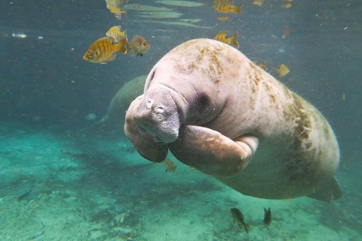 Self Drive: Swim With Manatees On The Crystal River - thumb 2