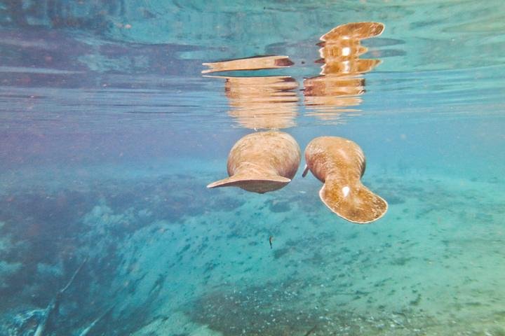 Self Drive: Swim With Manatees On The Crystal River - thumb 3