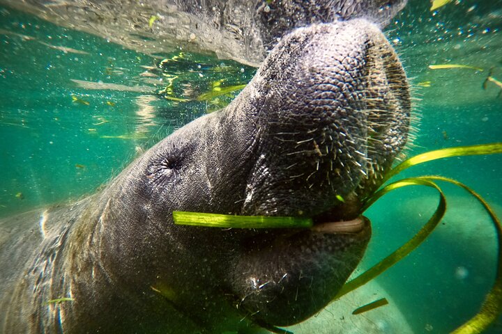 Self Drive: Swim With Manatees On The Crystal River - thumb 5