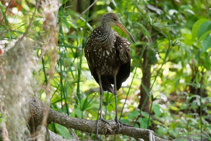Central Florida Half-Day Private Birding Tour - thumb 0