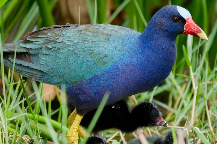 Central Florida Half-Day Private Birding Tour - thumb 1