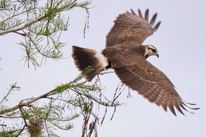 Central Florida Half-Day Private Birding Tour - thumb 2