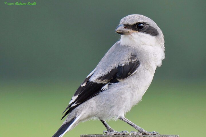 Central Florida Half-Day Private Birding Tour - thumb 3
