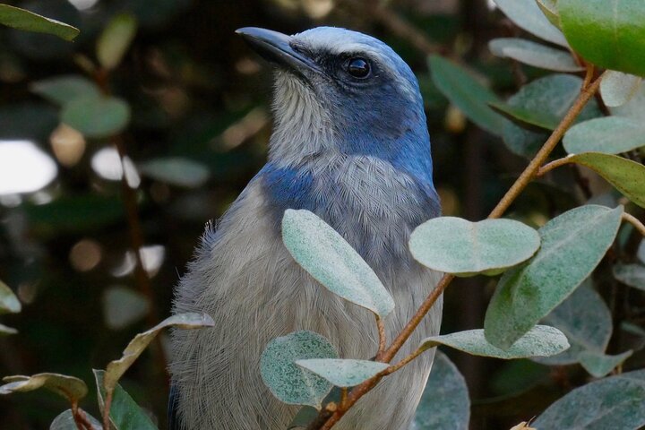 Central Florida Half-Day Private Birding Tour - thumb 4