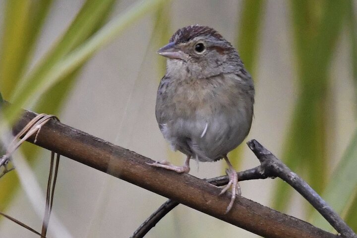 Central Florida Half-Day Private Birding Tour - thumb 5