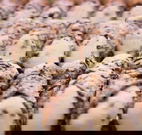 Ciro's Sweet Tooth Dessert Tour in Winter Haven - Tourism Bookings