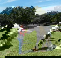 Gypsy Gold Horse Farm Tour - Tourism Bookings