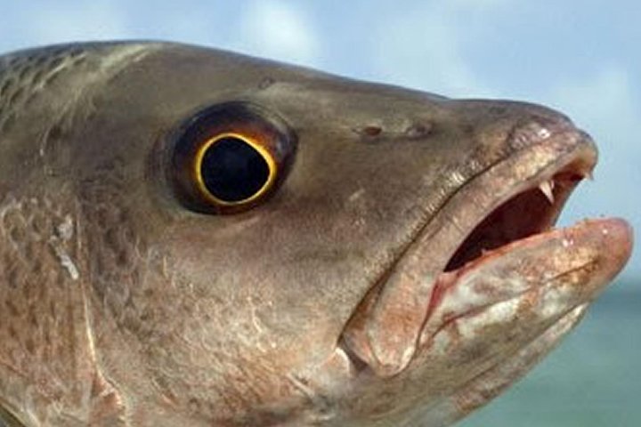 Naples Deep Sea Fishing Charters - thumb 2