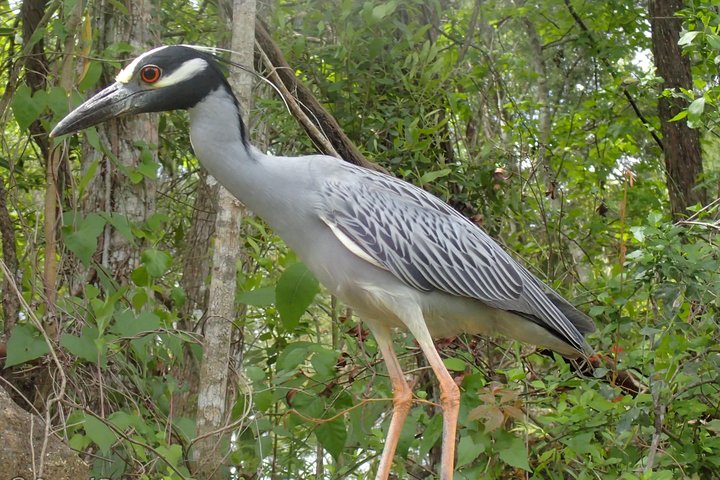 Deluxe Manatee Swim Tour - thumb 2