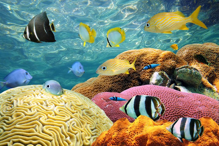 Bahama Ferry Day Trip - thumb 3