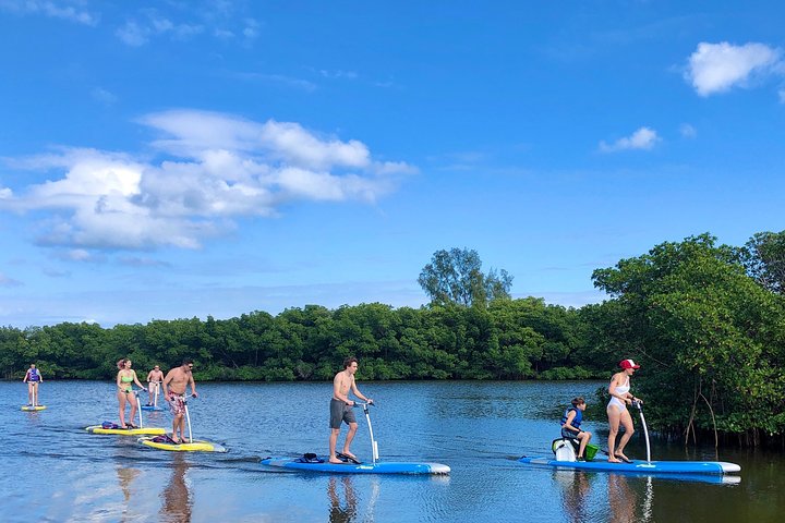 Tampa Bay Marine Life Stand Up Paddle Boarding Activity - thumb 1