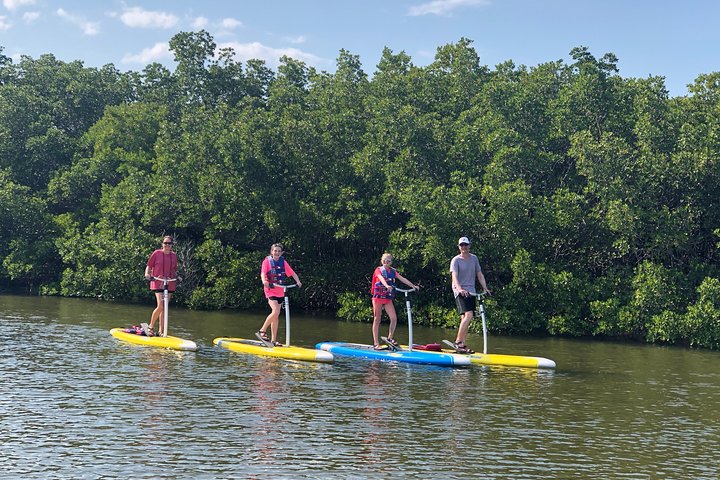 Tampa Bay Marine Life Stand Up Paddle Boarding Activity - thumb 2
