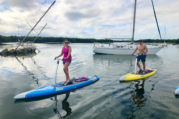 Tampa Bay Marine Life Stand Up Paddle Boarding Activity - thumb 3