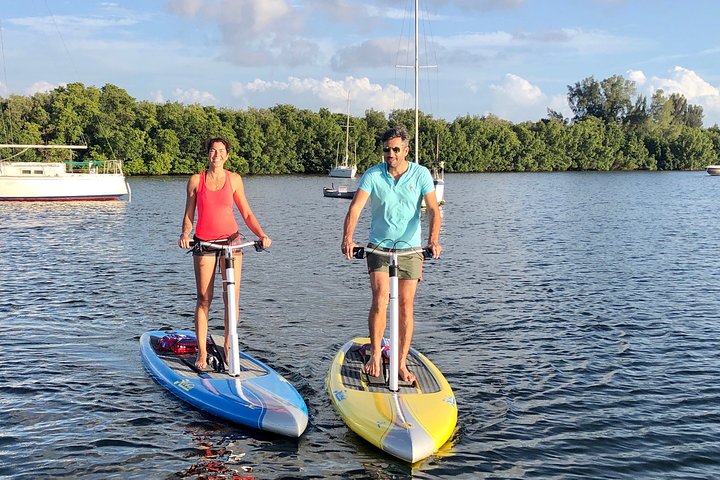 Tampa Bay Marine Life Stand Up Paddle Boarding Activity - thumb 4
