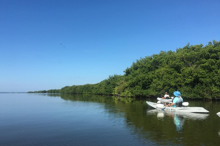 #1 Mangrove Tunnel, Manatee & Dolphin Kayak Tour Fin Expeditions Of Cocoa Beach! - thumb 3