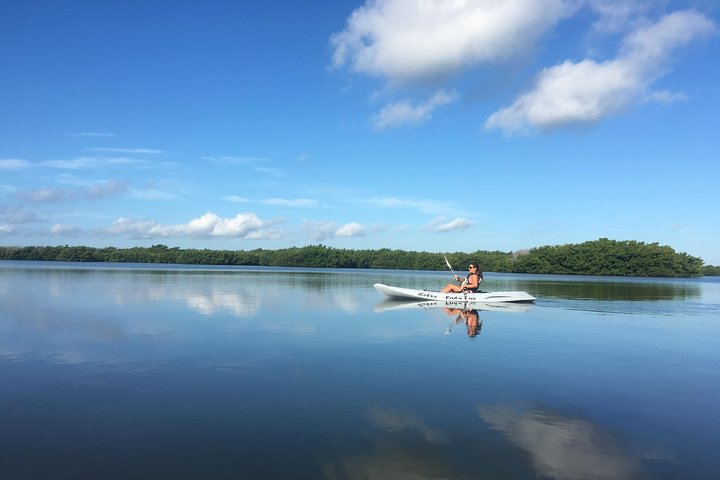 #1 Mangrove Tunnel, Manatee & Dolphin Kayak Tour Fin Expeditions Of Cocoa Beach! - thumb 4