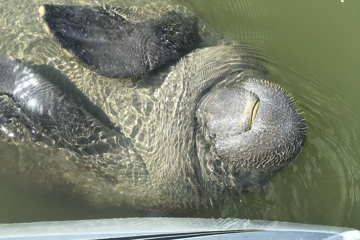 Mangrove Tunnels, Manatee, And Dolphin Sunset Kayak Tour With Fin Expeditions - thumb 0