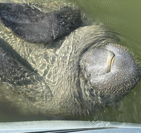 Mangrove Tunnels Manatee and Dolphin Sunset kayak tour with Fin Expeditions - China Accommodation