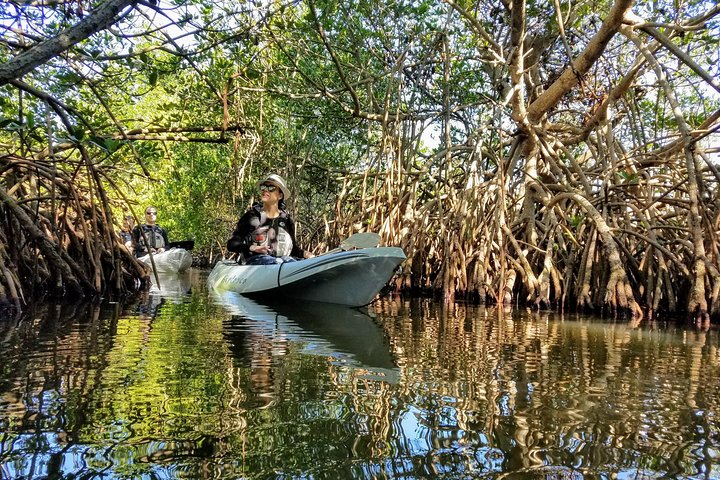 Mangrove Tunnels, Manatee, And Dolphin Sunset Kayak Tour With Fin Expeditions - thumb 2
