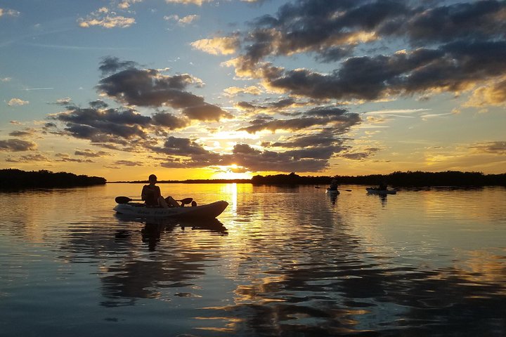 Mangrove Tunnels, Manatee, And Dolphin Sunset Kayak Tour With Fin Expeditions - thumb 3