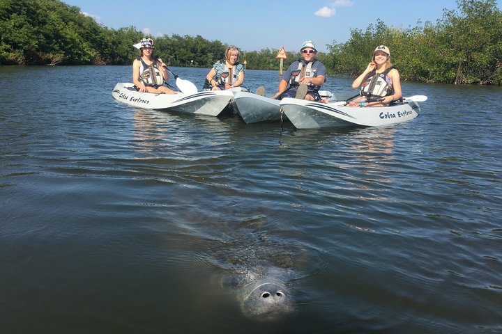 Mangrove Tunnels, Manatee, And Dolphin Sunset Kayak Tour With Fin Expeditions - thumb 5