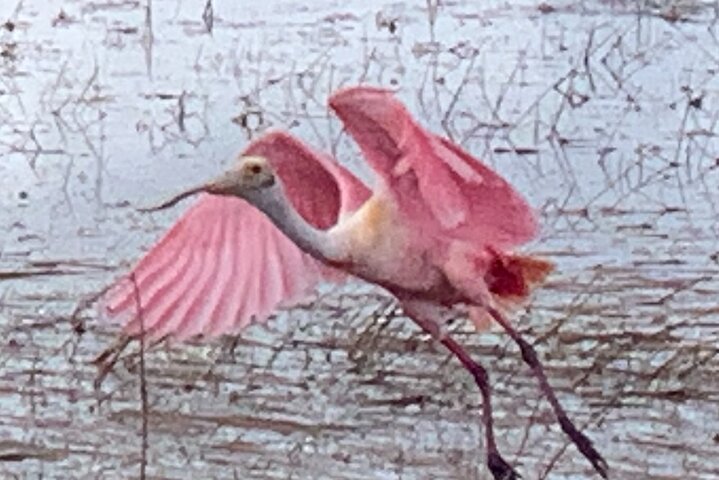 Private Airboat Tour! - thumb 2