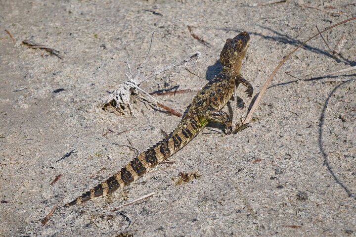Private Airboat Tour! - thumb 3