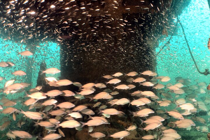 Wreck and Bridge Span Dive Charter for Certified Divers