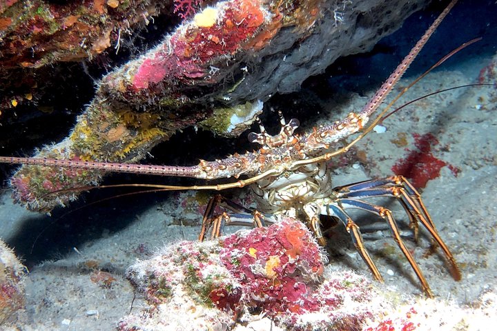 Small Group Guided Shore Dives In St. Andrews State Park, Florida - thumb 2