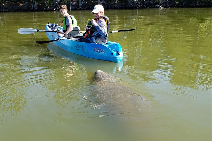 Manatee And Dolphin Kayaking | Haulover Canal (Titusville) - thumb 4